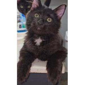 Lost Cat Marty