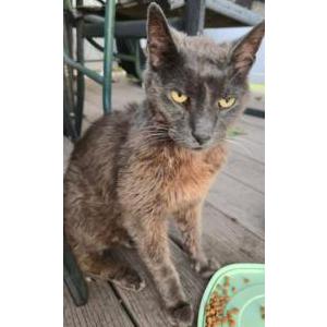 Found Cat Unknown