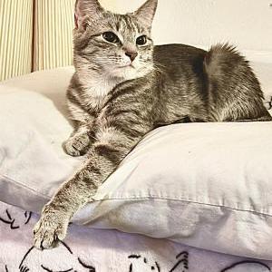 Lost Cat Ghost