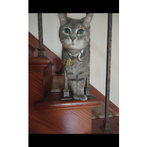 Lost Cat Josephine