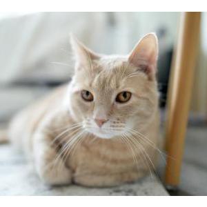 Lost Cat Vikas Jena