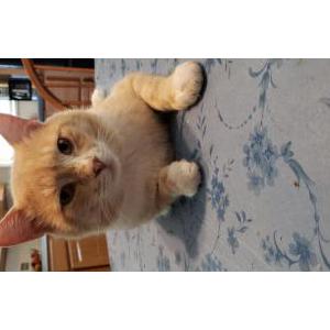 Found Cat unknown