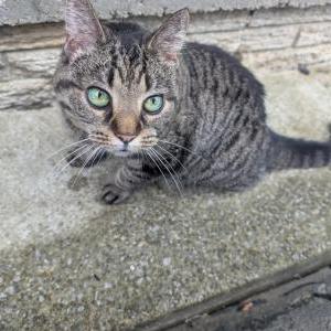 Found Cat Unknown