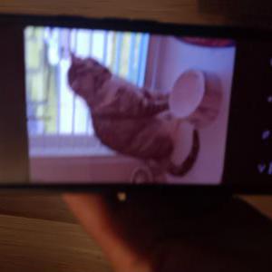 Lost Cat Lydia