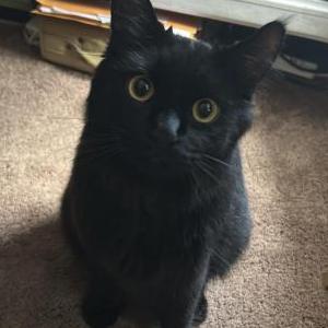 Image of Striper, Lost Cat