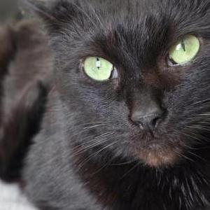 Image of Scarlett Begonias, Lost Cat