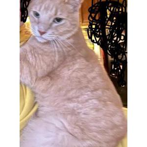 Image of Marmaduke, Lost Cat