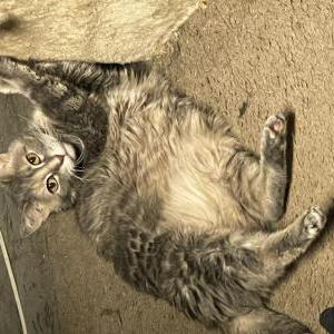Lost Cat Bella