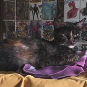 Lost Cat Apocalypse