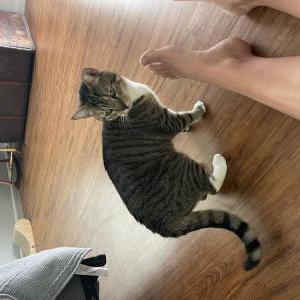 Lost Cat Lily