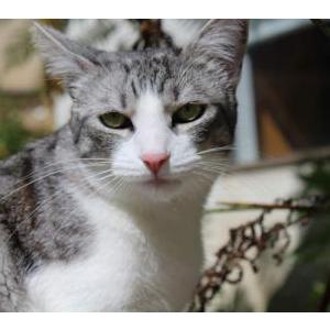 Lost Cat Moomoo