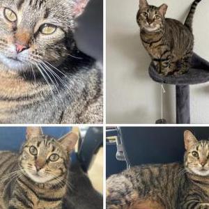 Lost Cat Meena