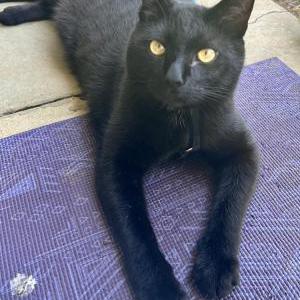Image of Shogun, Lost Cat