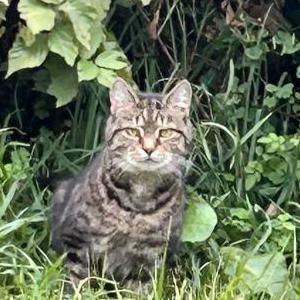 Found Cat Unlnown