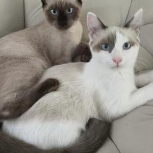 Lost Cat Molly