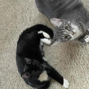 Lost Cat Dexter