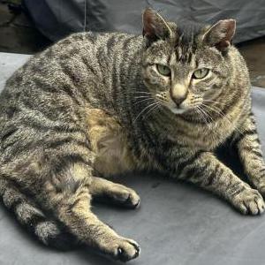 Lost Cat Monkey