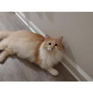 Image of Dippy, Lost Cat