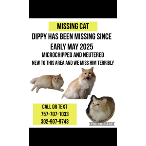 2nd Image of Dippy, Lost Cat