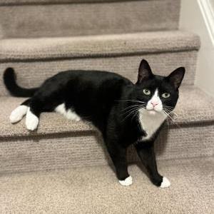 Lost Cat Walt