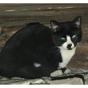 Found Cat Unknown