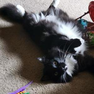 Lost Cat Bruce