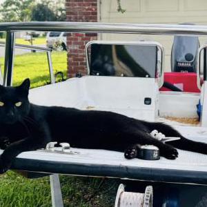 Lost Cat Slater