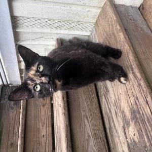 Lost Cat Mocha
