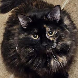 Lost Cat Maple