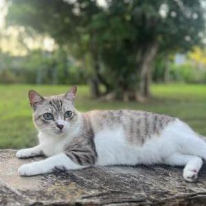 Lost Cat Tesla