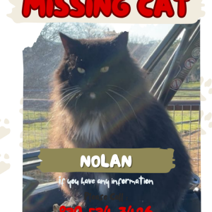 Lost Cat Nolan