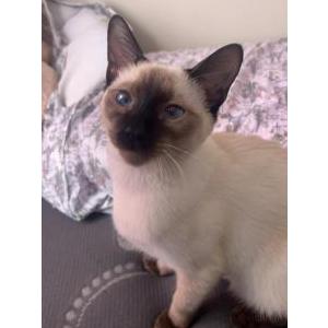 Image of Koji, Lost Cat