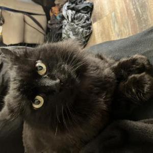 Image of Bean, Lost Cat
