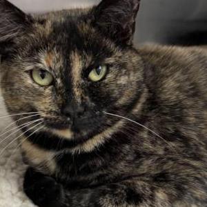 Lost Cat Tori