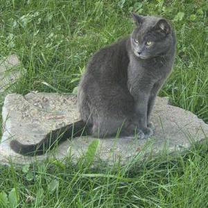 Image of Squeaker, Lost Cat