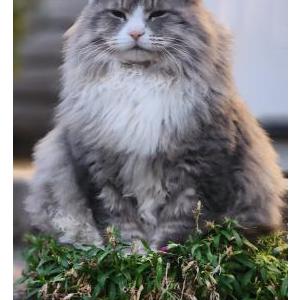 Lost Cat Mr.Magoo