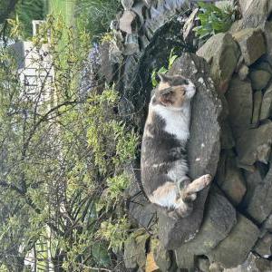 Lost Cat Tutu