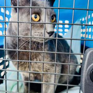 Lost Cat Big Boy