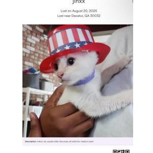 Lost Cat jinxx