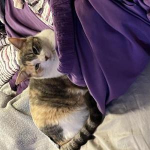 Lost Cat Molly