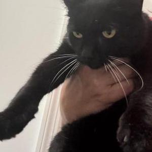 Image of Unknown, Found Cat