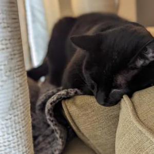 Lost Cat Shadow