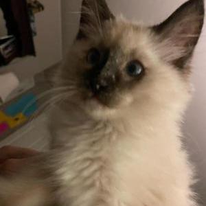 Lost Cat Lucy
