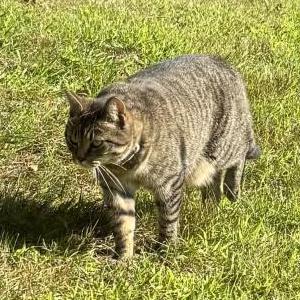 Image of Tabbatha (Tabby), Lost Cat