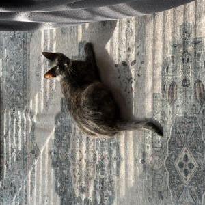 Lost Cat Milly formerly Vicki
