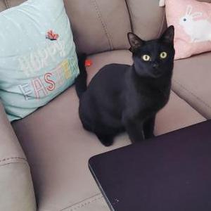 Lost Cat Stormy