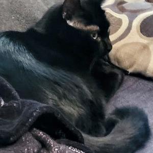 Image of Vincent, Lost Cat