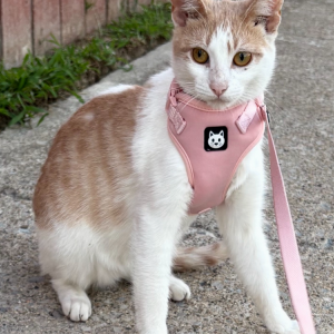 Found Cat Unknown