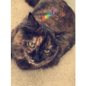 Lost Cat Coco
