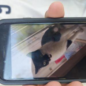 Lost Cat Gucci